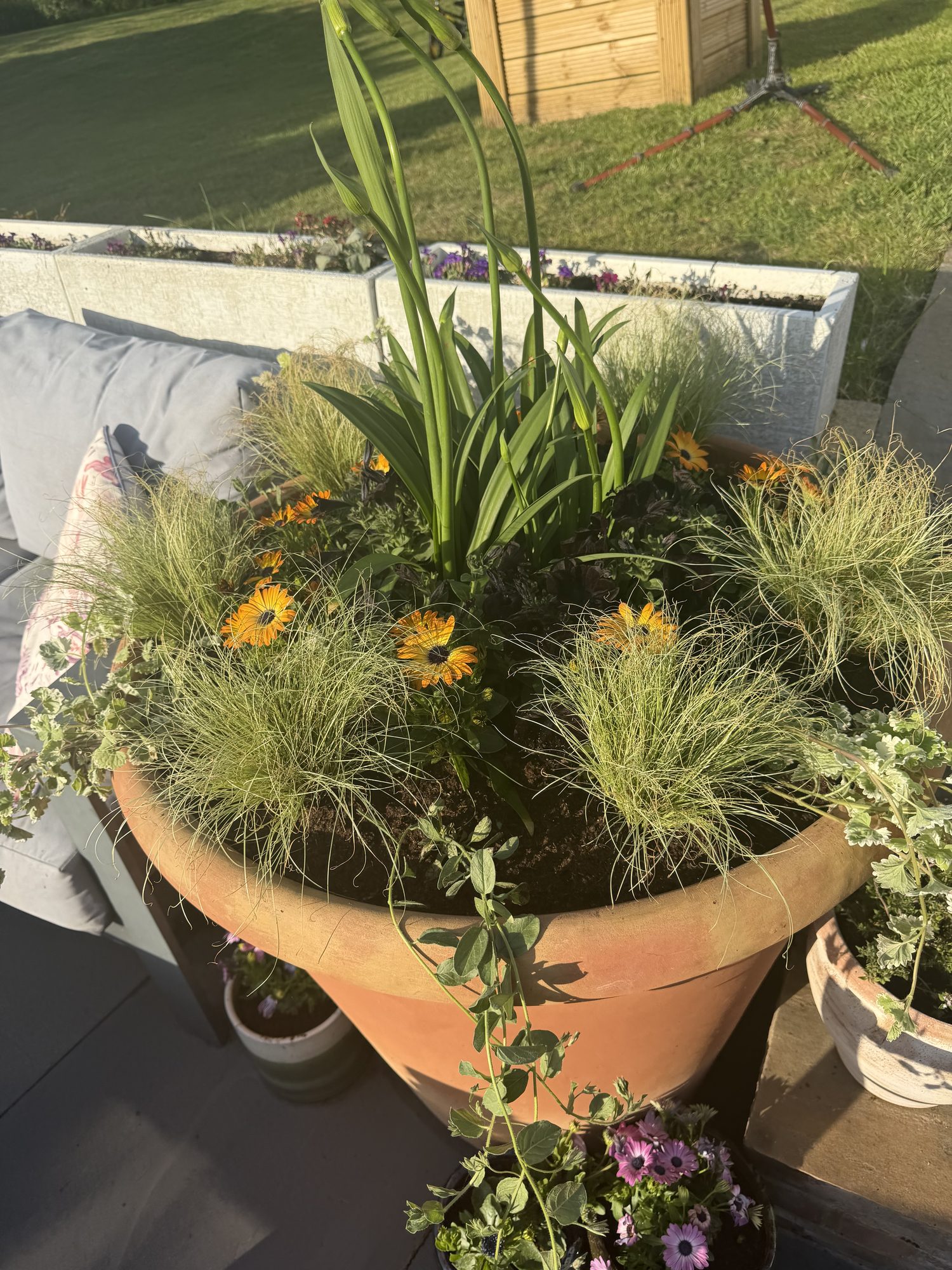 Terracotta container planted with rudbeckia and ornamental grasses in evening light